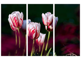 3-piece-canvas-print-the-beauty-of-the-tulips