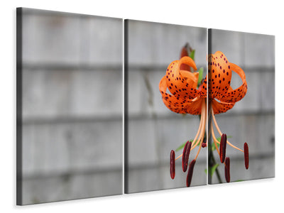 3-piece-canvas-print-the-blossom-of-the-tiger-lily