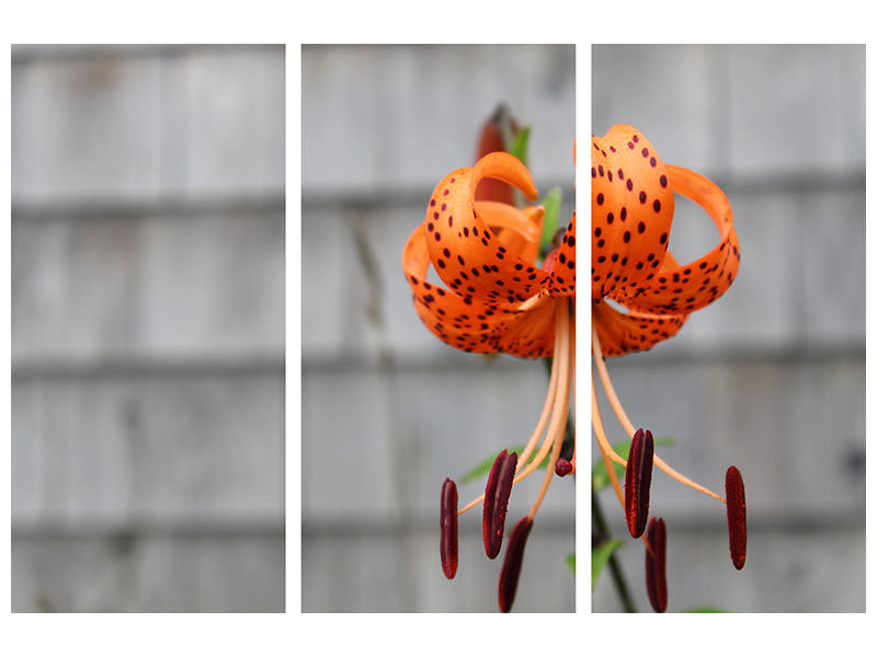 3-piece-canvas-print-the-blossom-of-the-tiger-lily