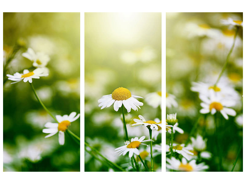 3-piece-canvas-print-the-daisy