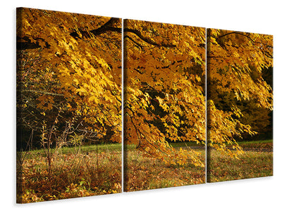3-piece-canvas-print-the-magnificent-autumn-tree