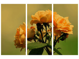 3-piece-canvas-print-the-roses-in-nature