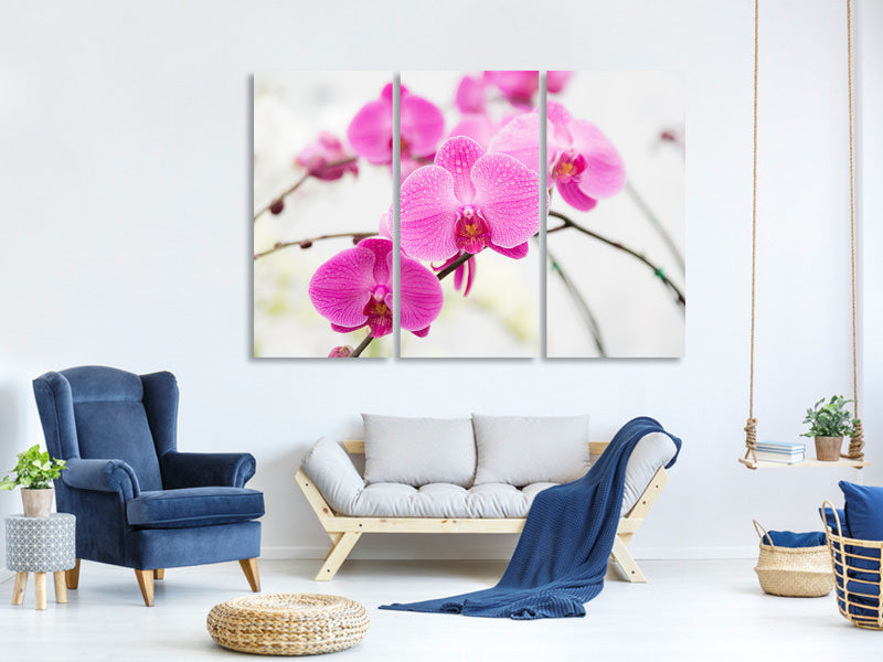 3-piece-canvas-print-the-symbol-of-orchid