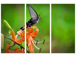 3-piece-canvas-print-the-tiger-lily-and-the-butterfly