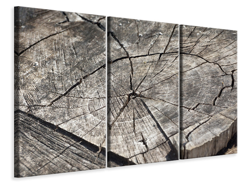 3-piece-canvas-print-the-tree-rings