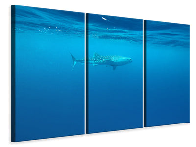 3-piece-canvas-print-the-whale-shark