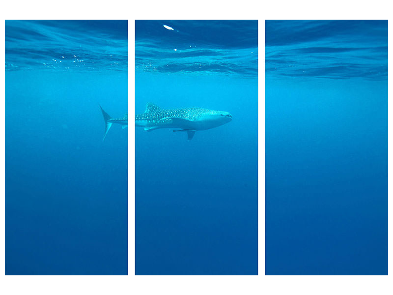 3-piece-canvas-print-the-whale-shark