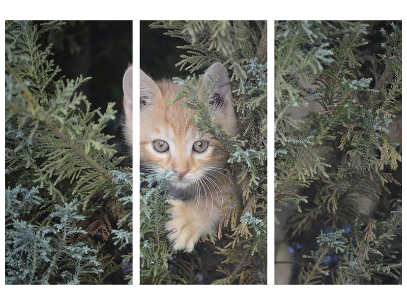 3-piece-canvas-print-tiger-kitten