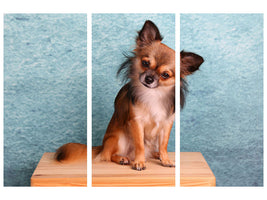 3-piece-canvas-print-typical-chihuahua