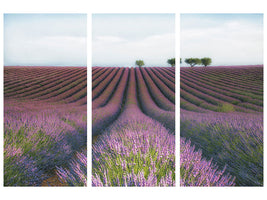 3-piece-canvas-print-velours-de-lavender