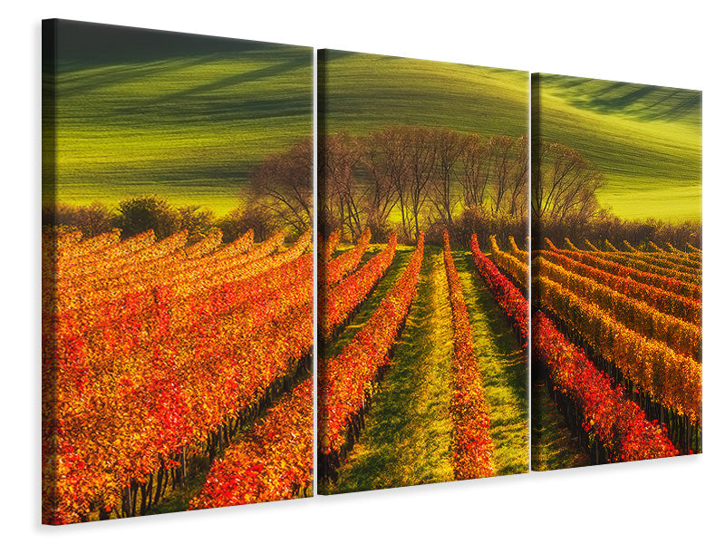 3-piece-canvas-print-vine-growing