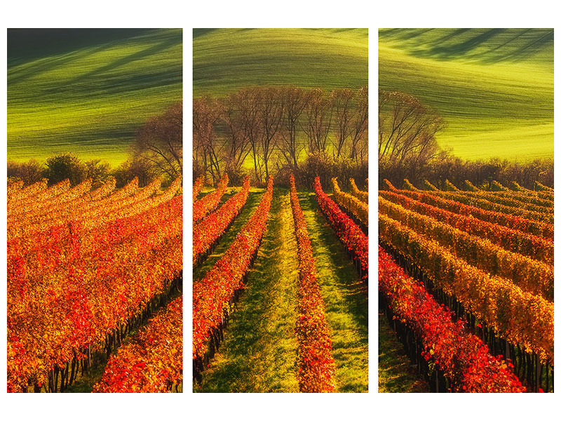 3-piece-canvas-print-vine-growing