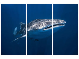 3-piece-canvas-print-whale-shark