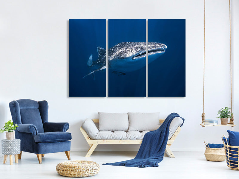 3-piece-canvas-print-whale-shark