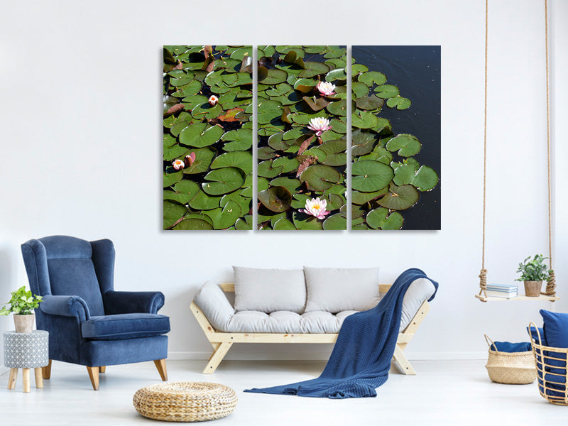 3-piece-canvas-print-white-water-lilies-in-the-pond