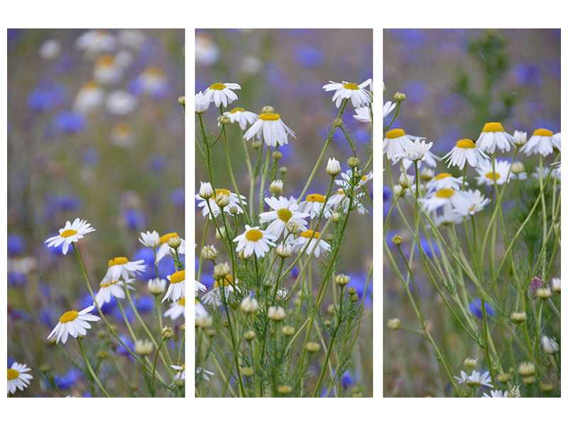 3-piece-canvas-print-wild-flower-meadow