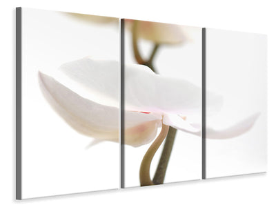 3-piece-canvas-print-xxl-orchid-flower