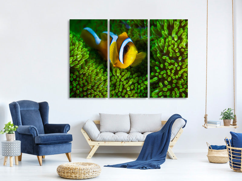 3-piece-canvas-print-yellow-clownfish-on-green-anemon