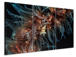 3-piece-canvas-print-zanzibar-whip-coral-shrimp