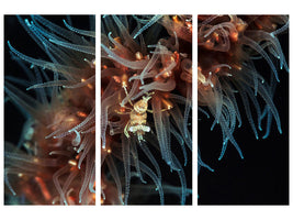 3-piece-canvas-print-zanzibar-whip-coral-shrimp