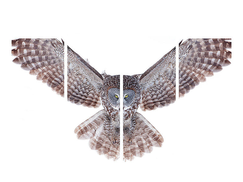 4-piece-canvas-print-power-great-grey-owl