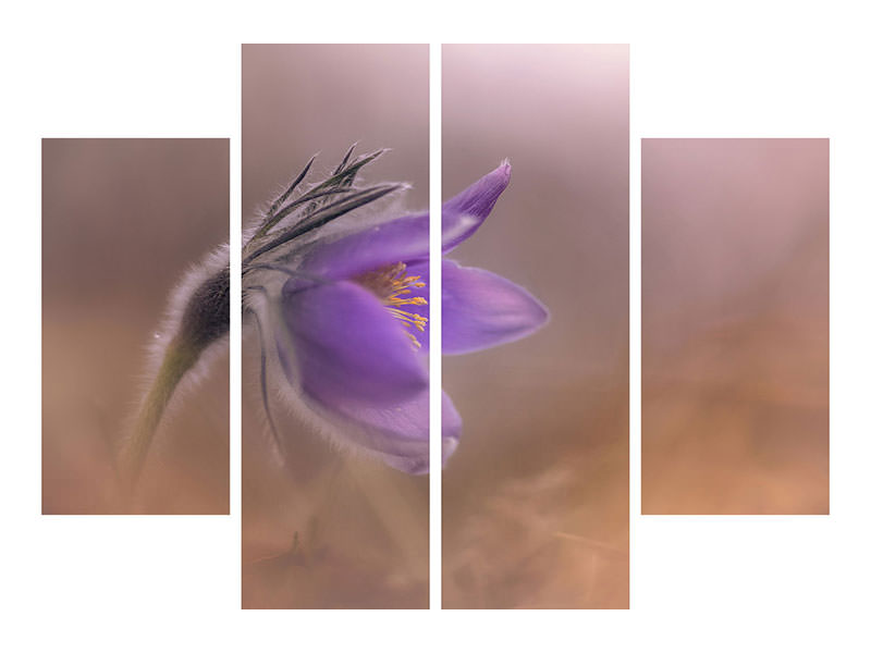 4-piece-canvas-print-pulsatilla-vulgaris