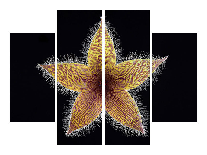 4-piece-canvas-print-stapelia-grandiflora