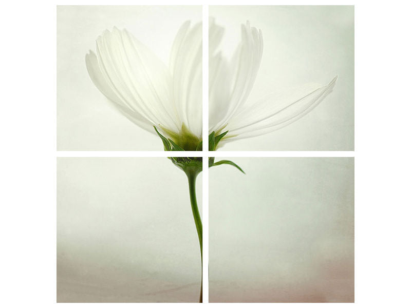 4-piece-canvas-print-white-cosmos