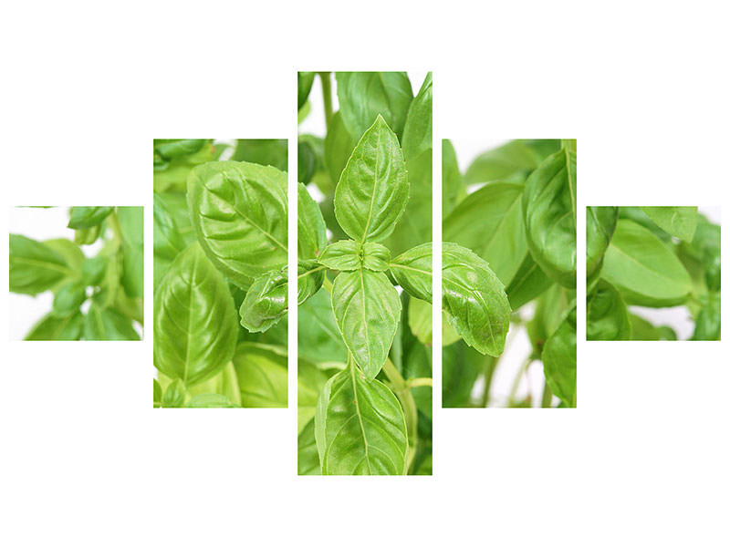 5-piece-canvas-print-basil-in-xxl