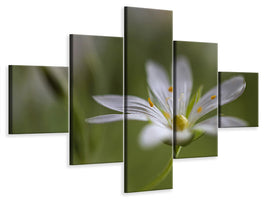 5-piece-canvas-print-stitchwort