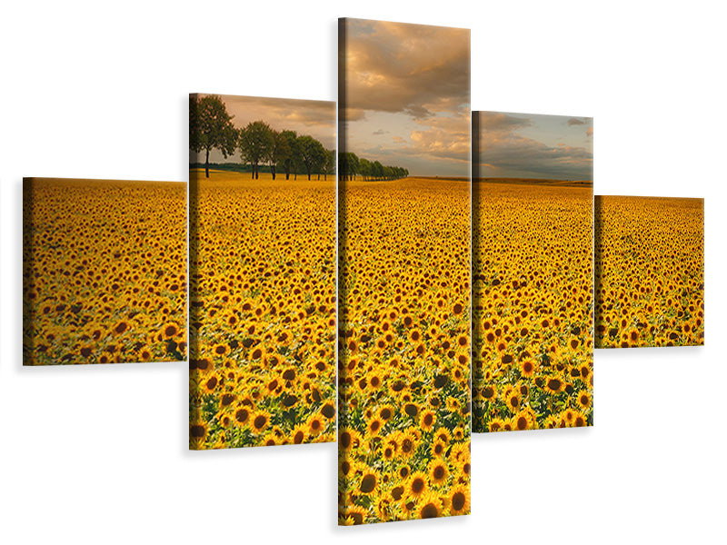 5-piece-canvas-print-sunflowers