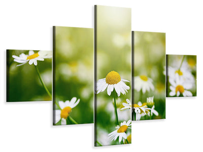 5-piece-canvas-print-the-daisy