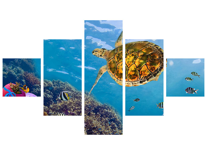 5-piece-canvas-print-the-turtle