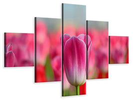 5-piece-canvas-print-tulip-field-in-pink-red