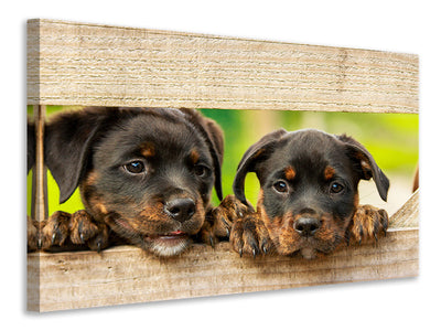 canvas-print-2-rottweiler-puppies