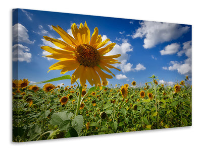 canvas-print-a-sunflower-among-many