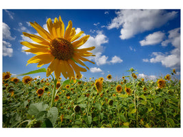 canvas-print-a-sunflower-among-many