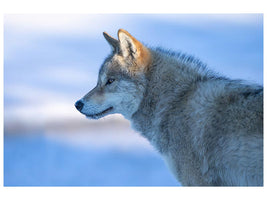 canvas-print-a-vigilant-wolf-x