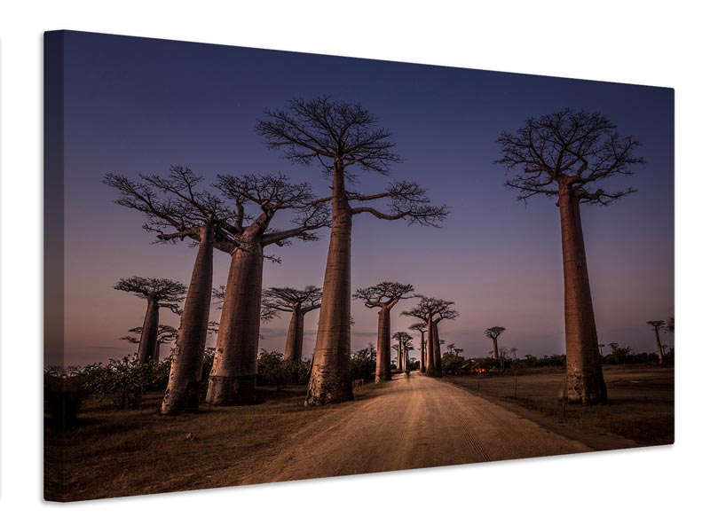 canvas-print-allace-des-baobabs-x