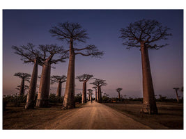 canvas-print-allace-des-baobabs-x