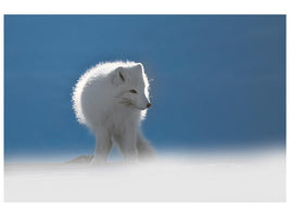 canvas-print-arctic-fox-x