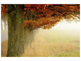 canvas-print-autumn-fog-x