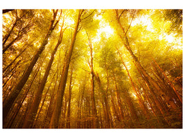 canvas-print-autumn-forest