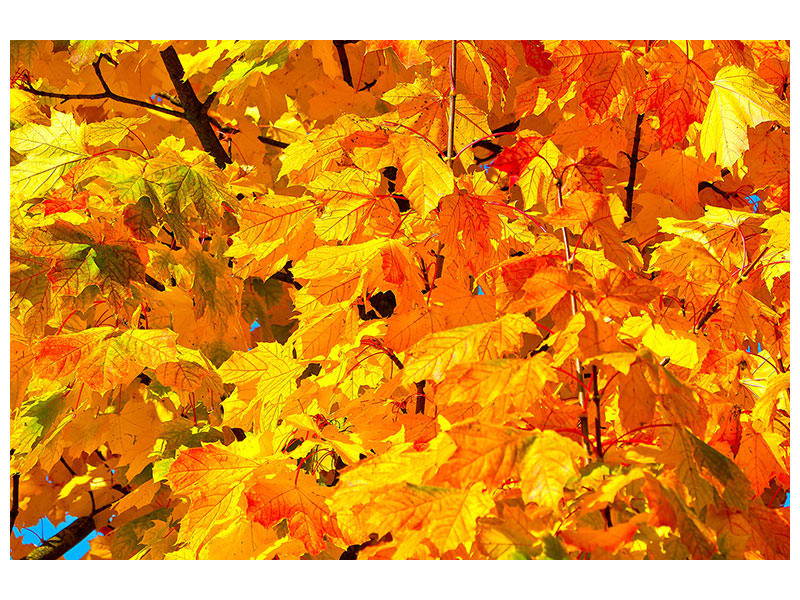 canvas-print-autumn-leaves-ii