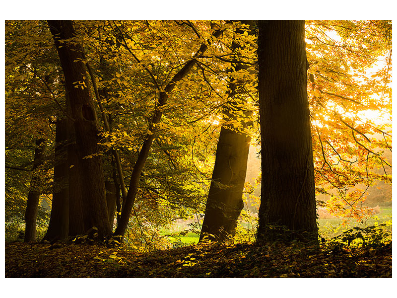 canvas-print-autumn-leaves