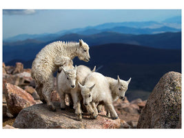 canvas-print-baby-goats-at-play-x