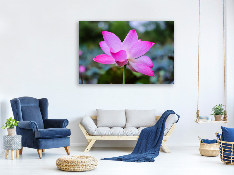 canvas-print-beautiful-lotus