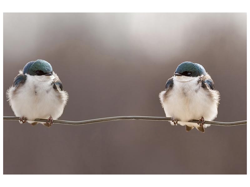 canvas-print-birds-on-a-wire-x