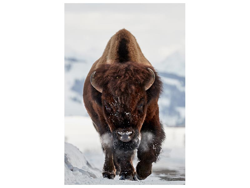 canvas-print-bison-incoming-x