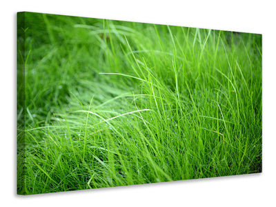 canvas-print-blades-of-grass